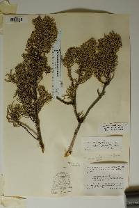 Juniperus pinchotii image