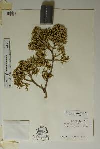 Juniperus pinchotii image