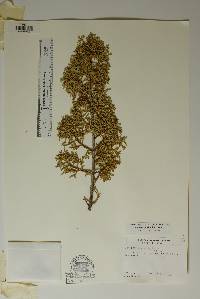 Juniperus pinchotii image