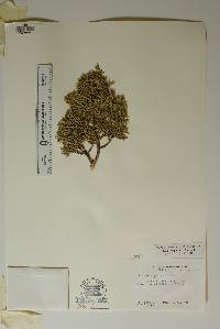 Juniperus pinchotii image