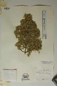 Juniperus pinchotii image