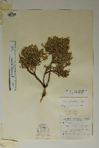 Juniperus pinchotii image