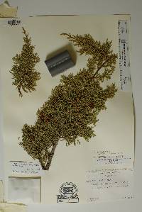 Juniperus pinchotii image