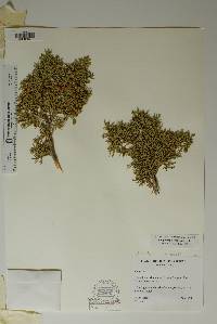 Juniperus pinchotii image