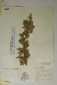 Juniperus pinchotii image