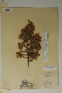 Juniperus pinchotii image