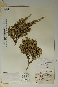 Juniperus pinchotii image