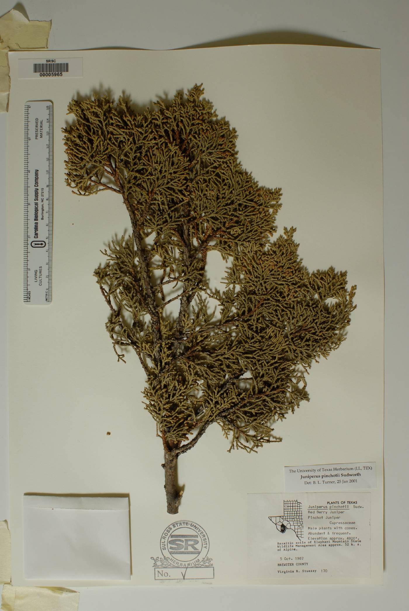 Juniperus pinchotii image