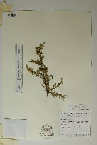 Juniperus pinchotii image