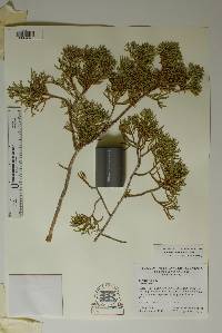 Juniperus pinchotii image