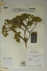 Juniperus pinchotii image