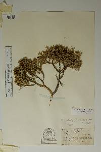 Juniperus pinchotii image