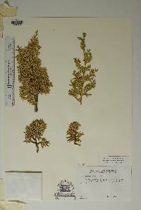 Juniperus pinchotii image