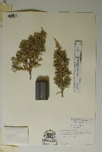 Juniperus pinchotii image