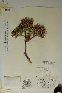 Juniperus pinchotii image