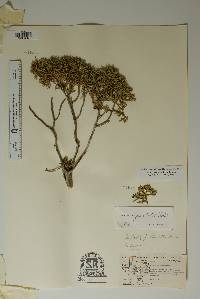 Juniperus pinchotii image