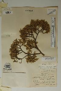 Juniperus pinchotii image