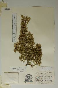 Juniperus pinchotii image