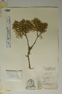 Juniperus pinchotii image