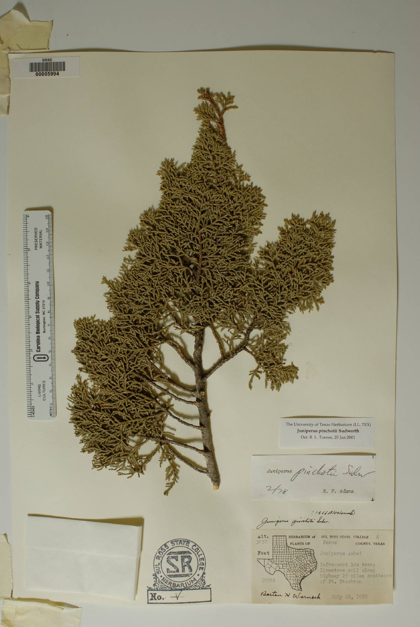 Juniperus pinchotii image