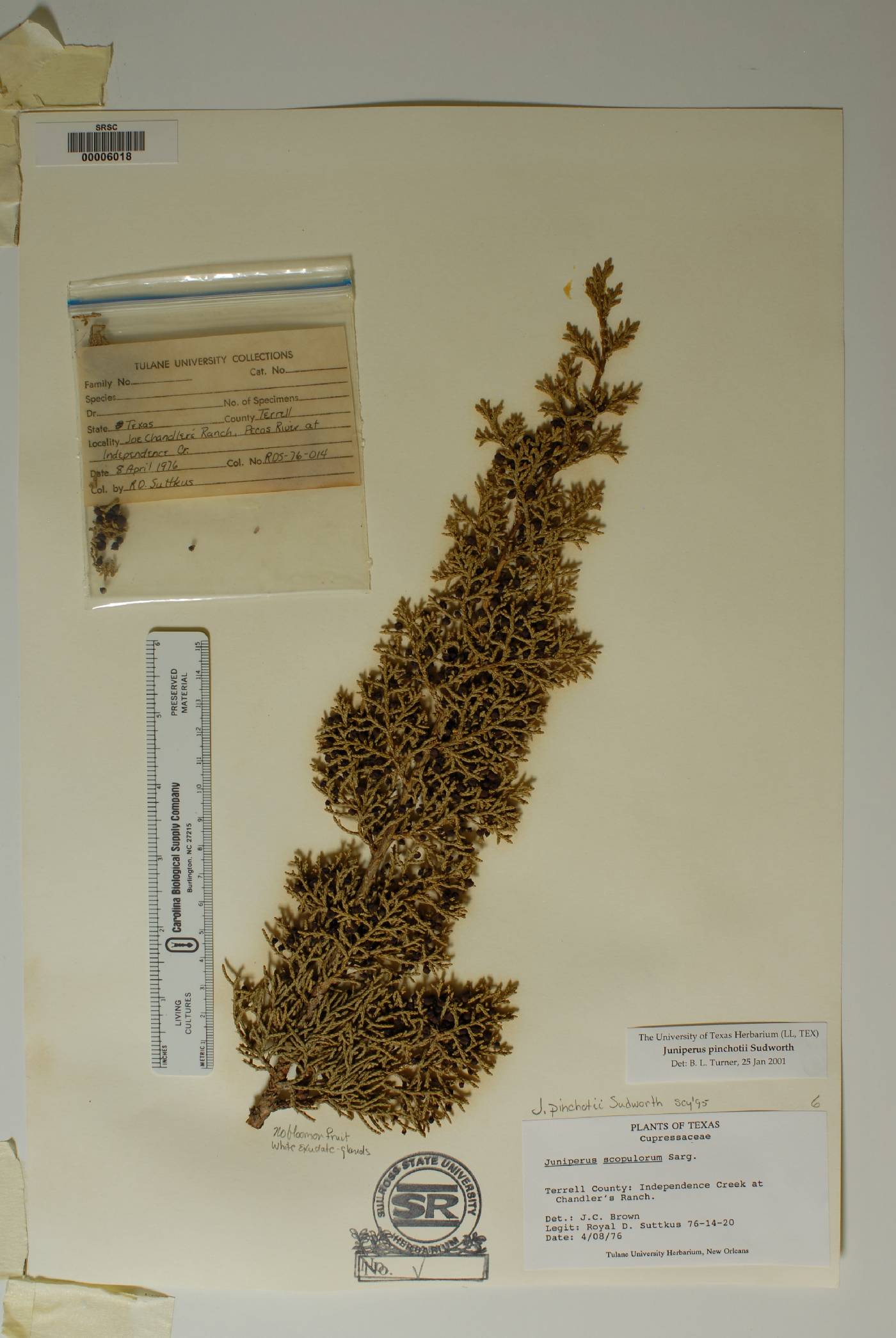 Juniperus pinchotii image