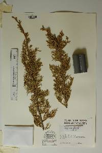 Juniperus pinchotii image