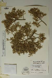 Juniperus pinchotii image