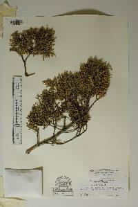 Juniperus pinchotii image