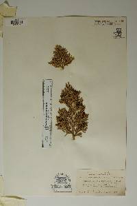 Juniperus pinchotii image