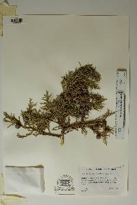 Juniperus deppeana var. deppeana image