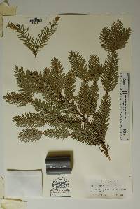 Sequoia sempervirens image