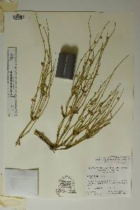 Ephedra antisyphilitica image