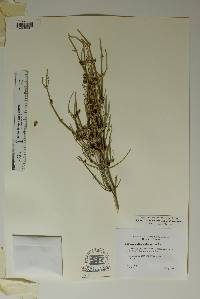 Ephedra antisyphilitica image