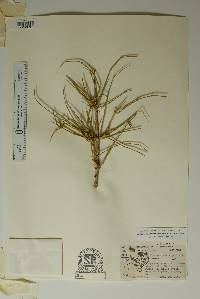 Ephedra antisyphilitica image