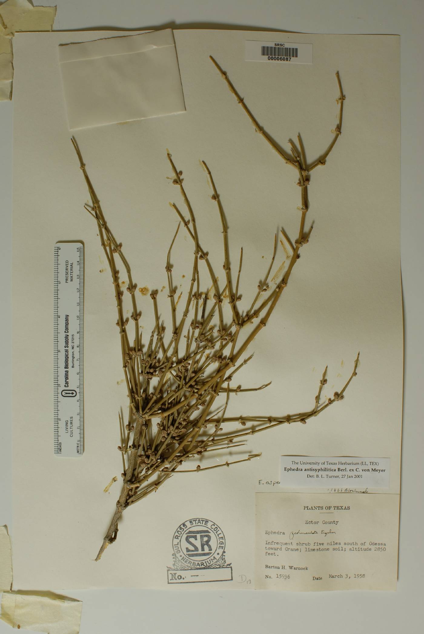 Ephedra antisyphilitica image