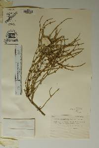 Ephedra antisyphilitica image