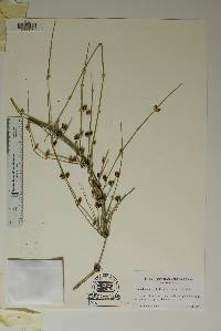 Ephedra antisyphilitica image