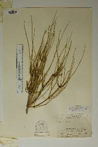 Ephedra aspera image