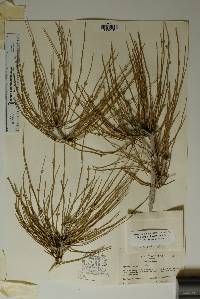 Ephedra aspera image