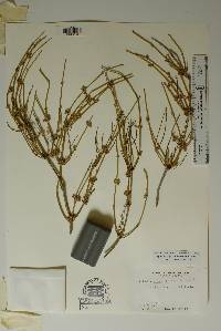 Ephedra aspera image