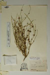 Ephedra aspera image