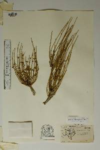 Ephedra aspera image