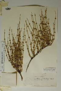 Ephedra aspera image