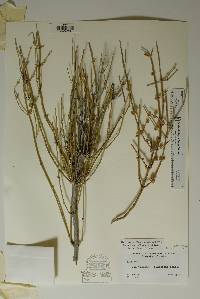 Ephedra aspera image