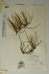 Ephedra aspera image