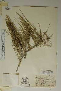 Ephedra aspera image