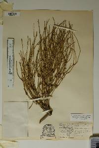 Ephedra aspera image