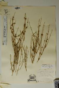 Ephedra aspera image