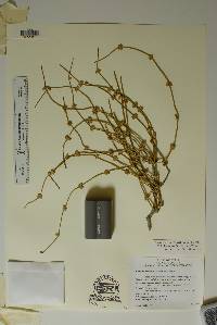 Ephedra aspera image