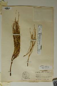 Ephedra coryi image